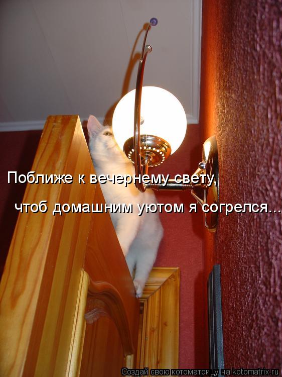 Котоматрица: Поближе к вечернему свету, чтоб домашним уютом я согрелся...