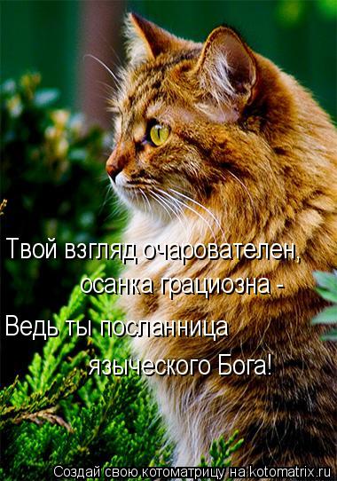 Котоматрица: Твой взгляд очарователен, осанка грациозна - Ведь ты посланница языческого Бога!