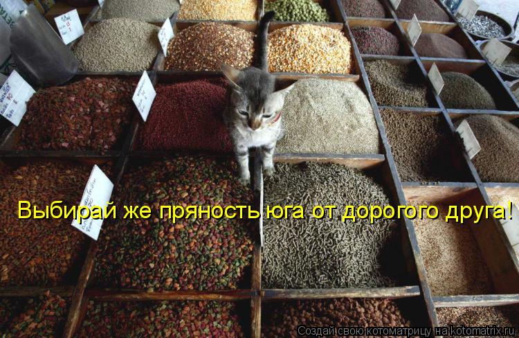Котоматрица: Выбирай же пряность юга от дорогого друга!