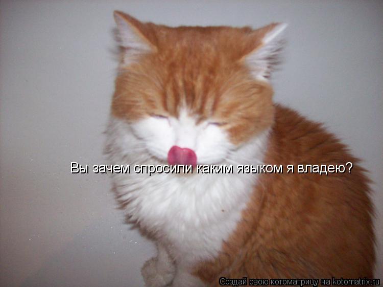Котоматрица: Вы зачем спросили каким языком я владею?