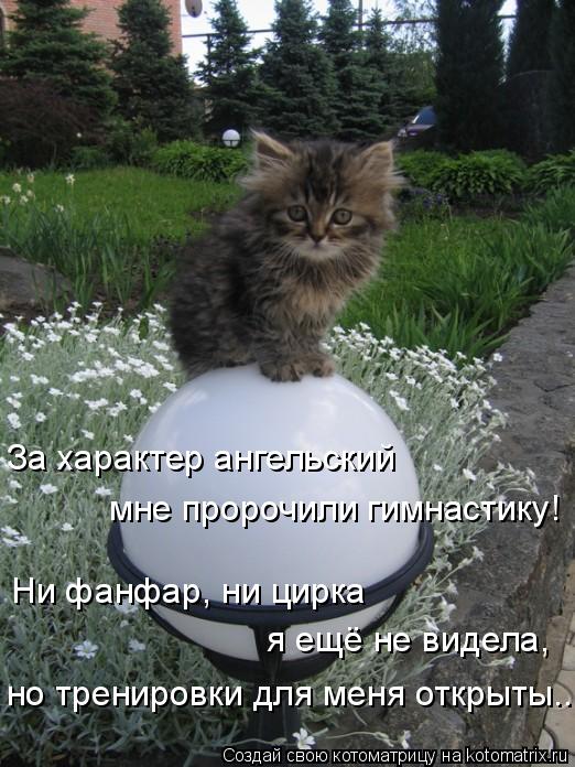 Котоматрица: За характер ангельский  мне пророчили гимнастику! Ни фанфар, ни цирка  я ещё не видела, но тренировки для меня открыты...