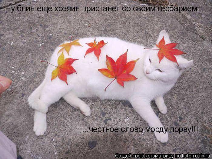 Котоматрица: Ну блин еще хозяин пристанет со своим гербарием... ...честное слово морду порву!!!