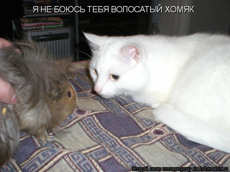 Котоматрица: Я НЕ БОЮСЬ ТЕБЯ ВОЛОСАТЫЙ ХОМЯК