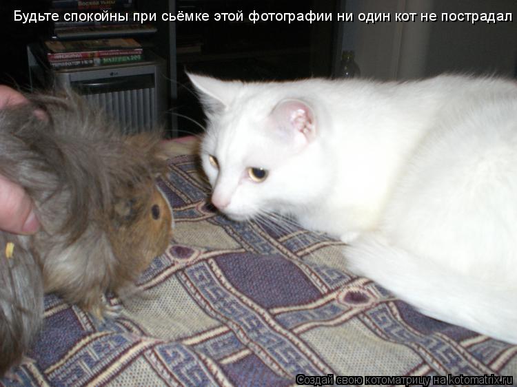 Котоматрица: Будьте спокойны при сьёмке этой фотографии ни один кот не пострадал