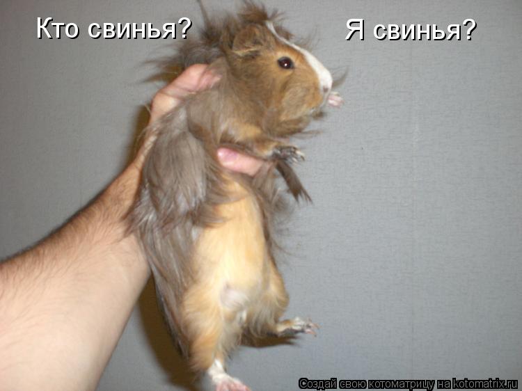Котоматрица: Кто свинья? Я свинья?