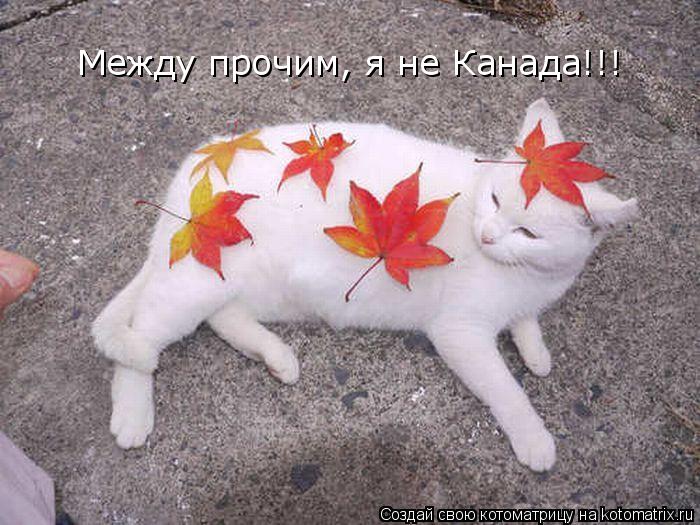 Котоматрица: Между прочим, я не Канада!!!