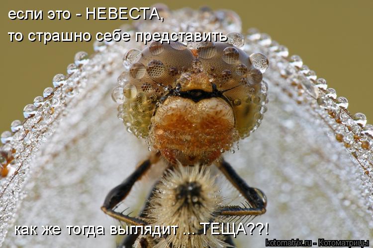 Котоматрица: если это - НЕВЕСТА,  то страшно себе представить как же тогда выглядит ... ТЕЩА??!