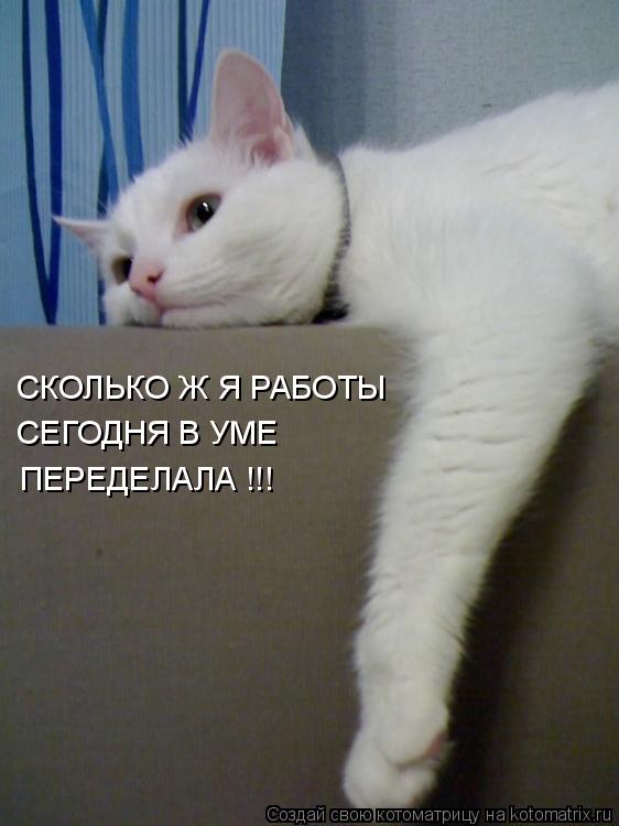 СКОЛЬКО Ж Я РАБОТЫ СЕГОДНЯ В УМЕ ПЕРЕДЕЛАЛА !!!... Котоматрица: СКОЛЬКО Ж Я РАБОТЫ СЕГОДНЯ В УМЕ ПЕРЕДЕЛАЛА !!!