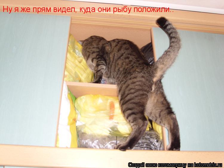 Котоматрица: Ну я же прям видел, куда они рыбу положили..