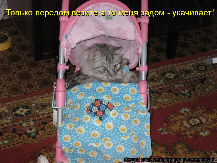 Котоматрица: Только передом везите,а то меня задом - укачивает!