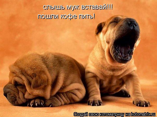 Котоматрица: слышь муж вставай!!! пошли кофе пить!