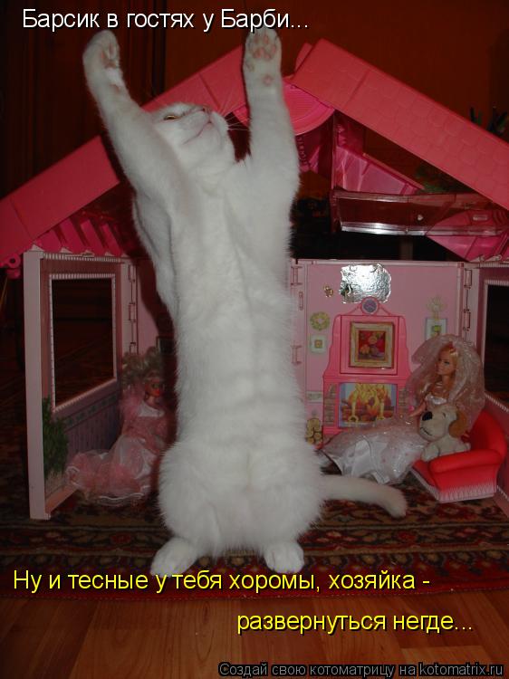 Котоматрица: Барсик в гостях у Барби... Ну и тесные у тебя хоромы, хозяйка -  развернуться негде...