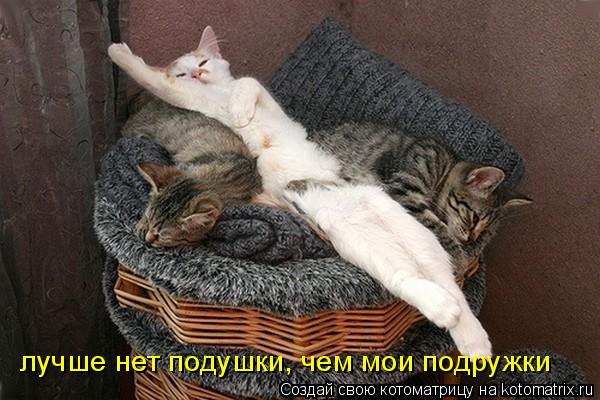 Котоматрица: лучше нет подушки, чем мои подружки