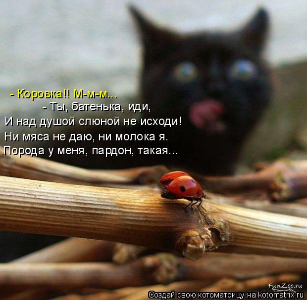 Котоматрица: - Коровка!! М-м-м... - Ты, батенька, иди, И над душой слюной не исходи! Ни мяса не даю, ни молока я. Порода у меня, пардон, такая...