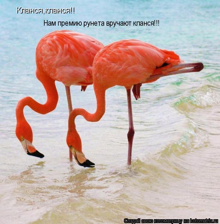 Котоматрица: Кланся,кланся!! Нам премию рунета вручают кланся!!!