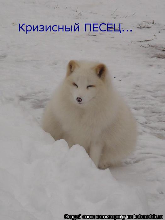 Котоматрица: Кризисный ПЕСЕЦ...