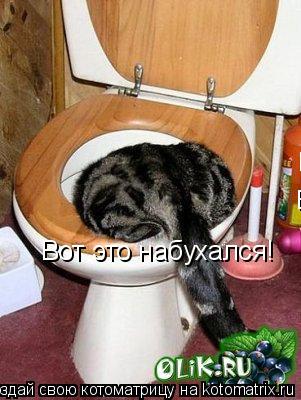 Котоматрица: Вот это набухался! Вот это набухался! Вот это набухался!