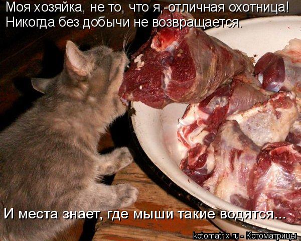 Моя хозяйка, не то, что я,-отличная охотница! Никогда без добычи не возвращается. И места знает, где ... Котоматрица: Моя хозяйка, не то, что я,-отличная охотница! Никогда без добычи не возвращается. И места знает, где мыши такие водятся...