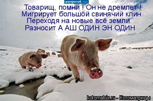 Котоматрица: Мигрирует большой свинячий клин Товарищ, помни ! Он не дремлет ! Переходя на новые всё земли Разносит А АШ ОДИН ЭН ОДИН