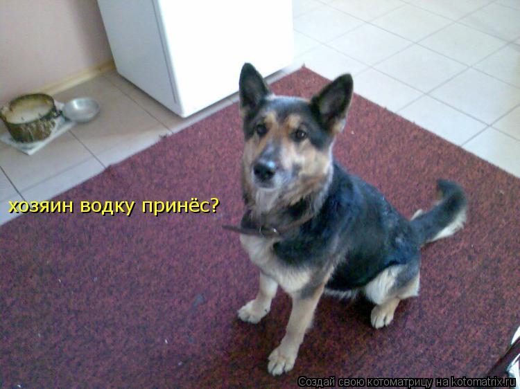 Котоматрица: хозяин водку принёс?