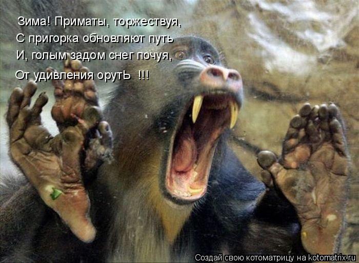 Котоматрица: Зима! Приматы, торжествуя, С пригорка обновляют путь И, голым задом снег почуя, От удивления орутЬ  !!!