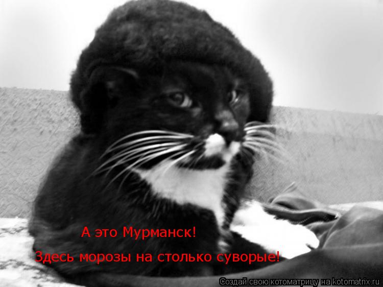 Котоматрица: Здесь морозы на столько суворые! А это Мурманск!