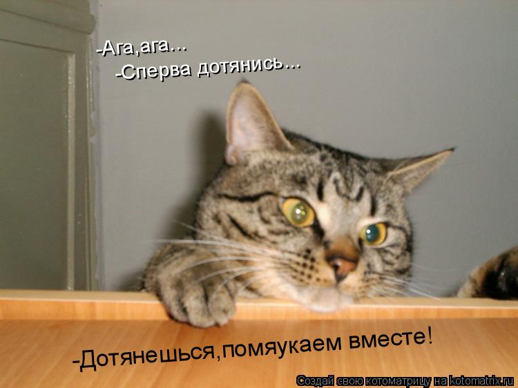 Котоматрица: -Ага,ага... -Сперва дотянись... -Дотянешься,помяукаем вместе!
