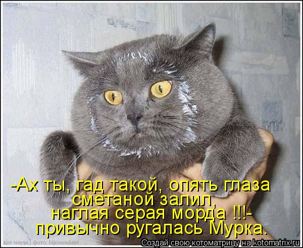 привычно ругалась Мурка. наглая серая морда !!!- сметаной залил, -Ах ты, гад такой, опять глаза... Котоматрица: привычно ругалась Мурка. наглая серая морда !!!- сметаной залил, -Ах ты, гад такой, опять глаза