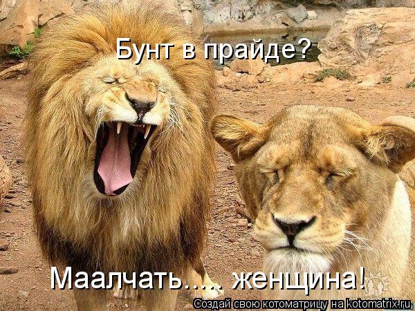Котоматрица: Бунт в прайде? Маалчать..... женщина!