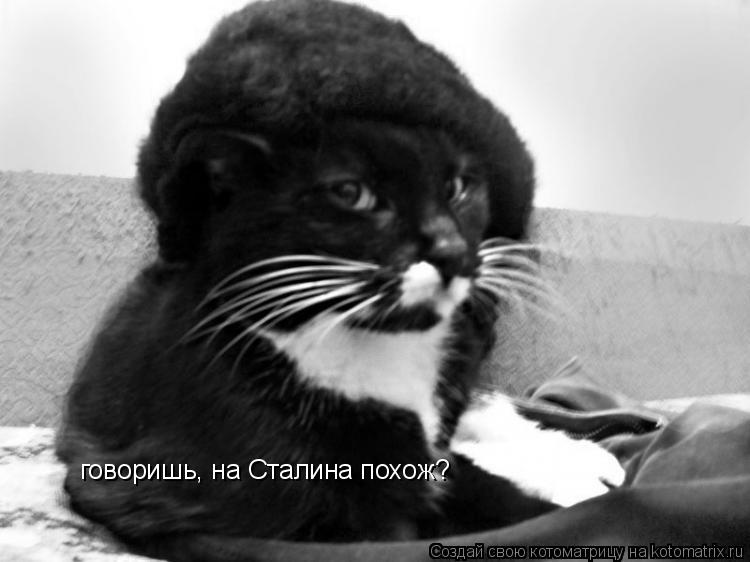 Котоматрица: говоришь, на Сталина похож?