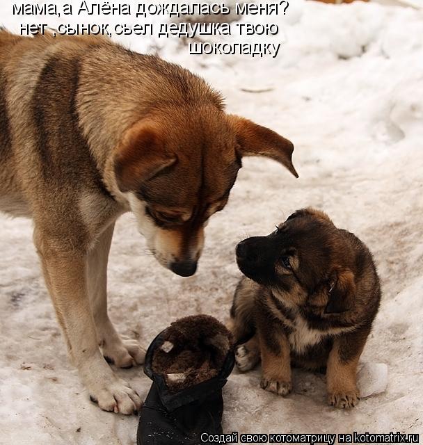 Котоматрица: мама,а Алёна дождалась меня? нет ,сынок,сьел дедушка твою шоколадку