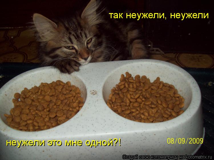 Котоматрица: так неужели, неужели неужели это мне одной?!