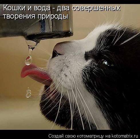 Котоматрица: Кошки и вода - два совершенных творения природы