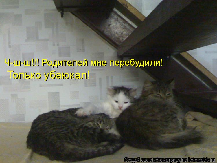 Ч-ш-ш!!! Родителей мне перебудили! Только убаюкал!... Котоматрица: Ч-ш-ш!!! Родителей мне перебудили! Только убаюкал!