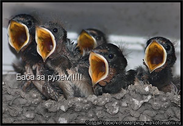 Котоматрица: Баба за рулём!!!!!