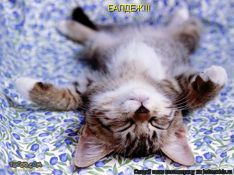 БАЛДЕЖ!!!... Котоматрица: БАЛДЕЖ!!!