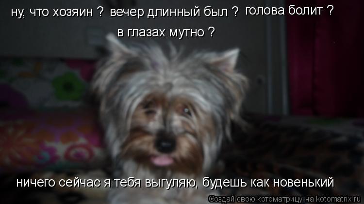 ну, что хозяин ? вечер длинный был ? голова болит ? в глазах мутно ? ничего сейчас я тебя выгуляю, б... Котоматрица: ну, что хозяин ? вечер длинный был ? голова болит ? в глазах мутно ? ничего сейчас я тебя выгуляю, будешь как новенький