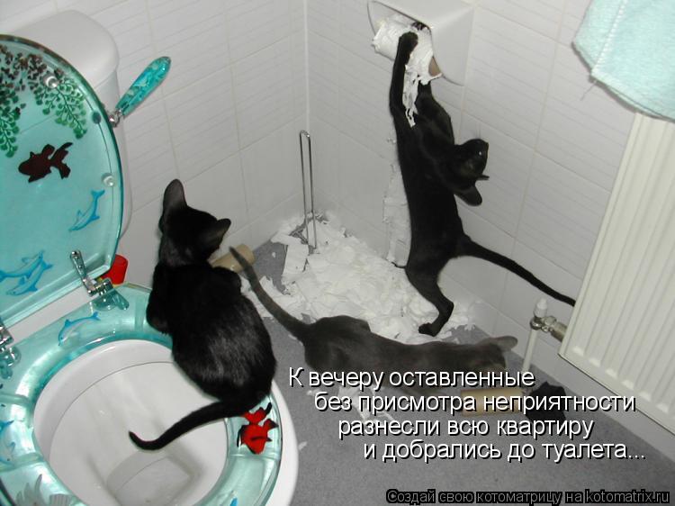 Котоматрица: К вечеру оставленные без присмотра неприятности разнесли всю квартиру и добрались до туалета...