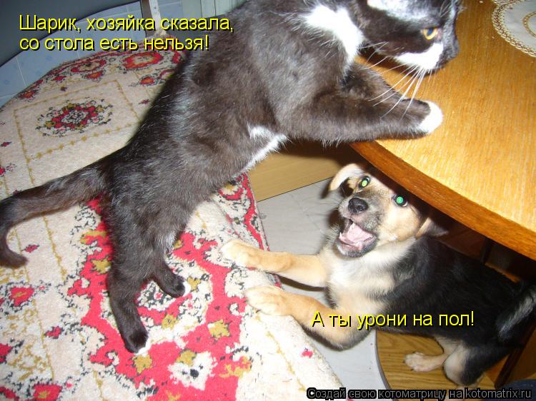 Шарик, хозяйка сказала, со стола есть нельзя! А ты урони на пол!... Котоматрица: Шарик, хозяйка сказала, со стола есть нельзя! А ты урони на пол!