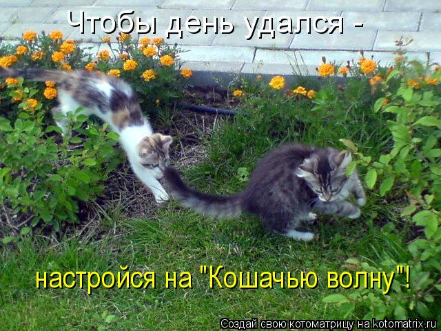 Котоматрица: Чтобы день удался -  настройся на "Кошачью волну"!
