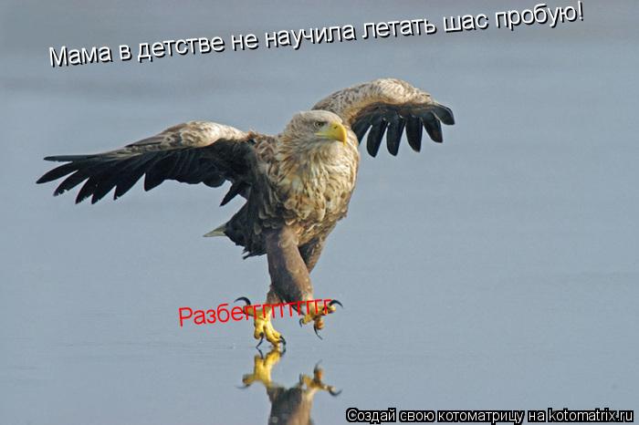 Котоматрица: Мама в детстве не научила летать шас пробую! Разбегггггггггг