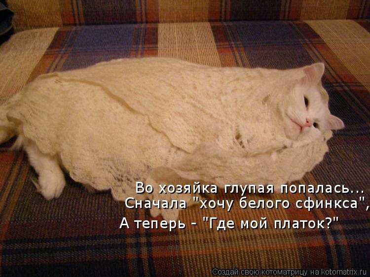 Котоматрица: Во хозяйка глупая попалась... А теперь - "Где мой платок?"  Сначала "хочу белого сфинкса",