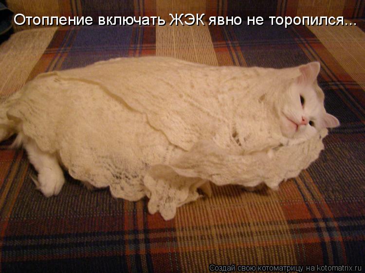 Котоматрица: Отопление включать ЖЭК явно не торопился...