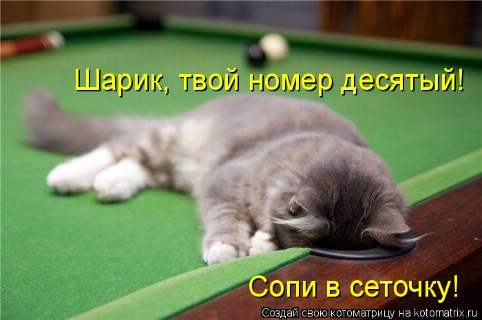 Котоматрица: Шарик, твой номер десятый! Сопи в сеточку!