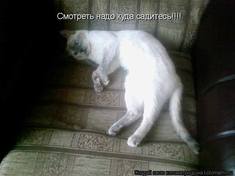 Смотреть надо куда садитесь!!!!... Котоматрица: Смотреть надо куда садитесь!!!!