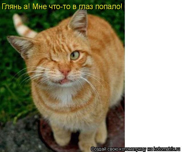 Глянь а! Мне что-то в глаз попало!... Котоматрица: Глянь а! Мне что-то в глаз попало!