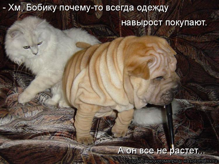 - Хм, Бобику почему-то всегда одежду навырост покупают. А он все не растет...... Котоматрица: - Хм, Бобику почему-то всегда одежду навырост покупают. А он все не растет...