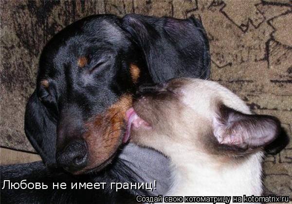 Любовь не имеет границ!... Котоматрица: Любовь не имеет границ!