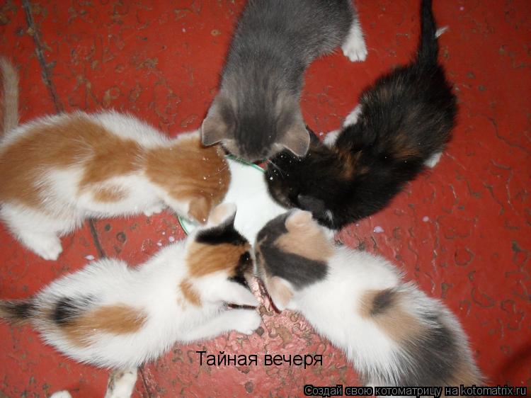 Котоматрица: Тайная вечеря