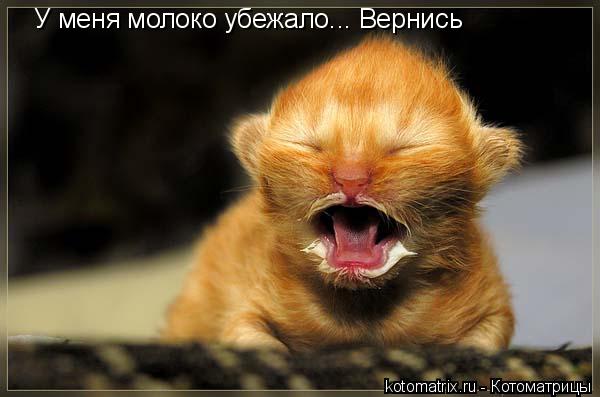 У меня молоко убежало... Вернись... Котоматрица: У меня молоко убежало... Вернись